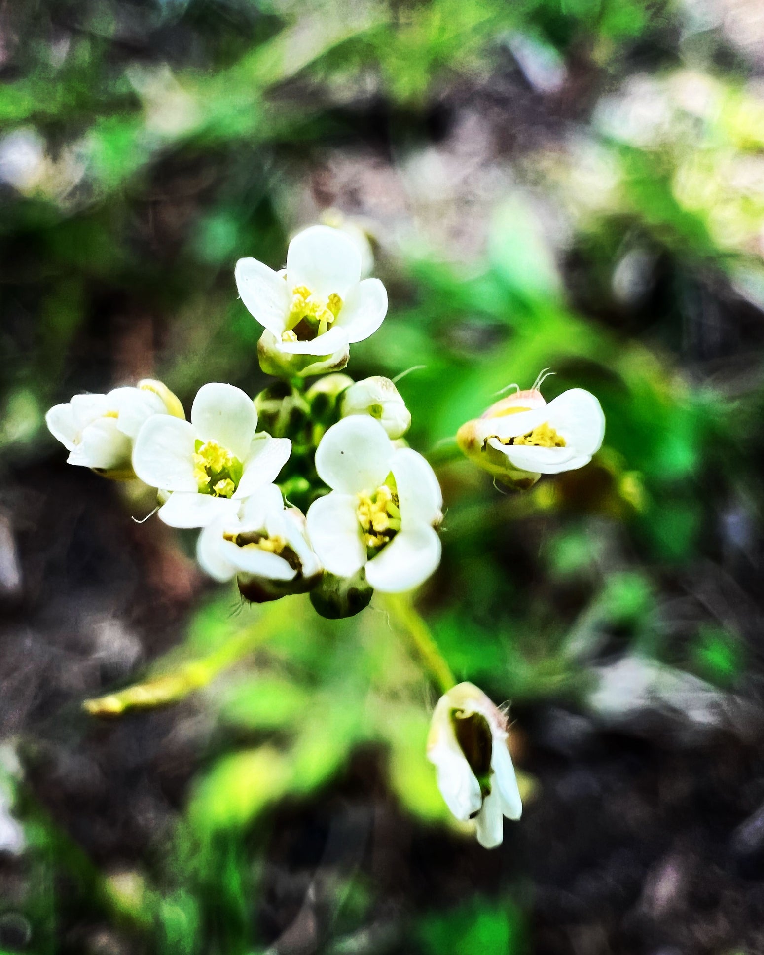 Abyssinian oil