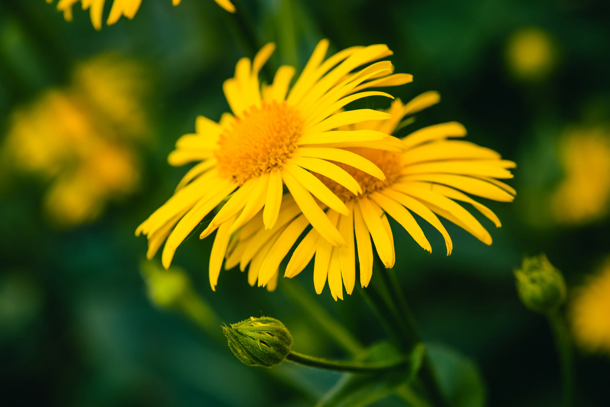 Mountain Arnica Flower Extract