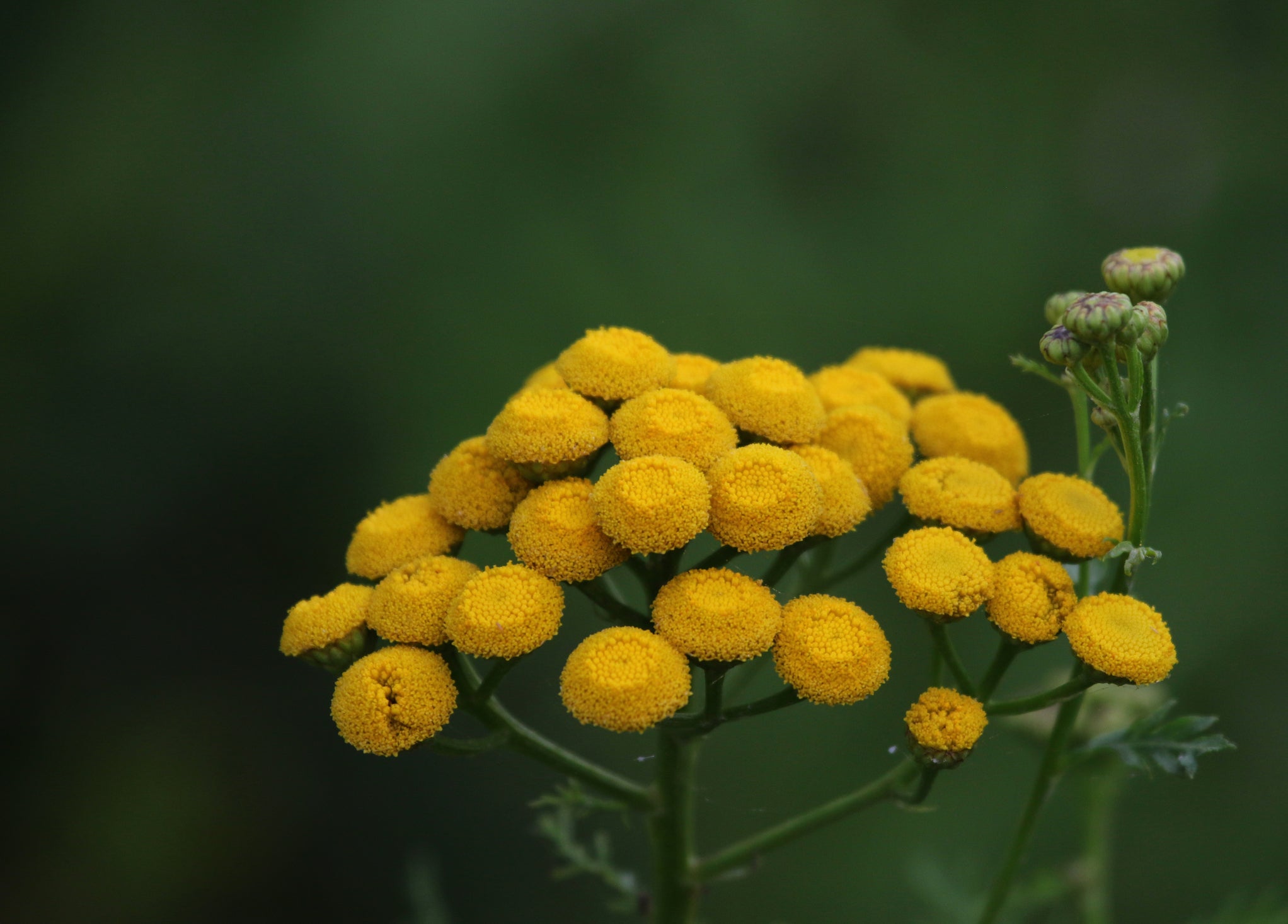Blue tansy oil