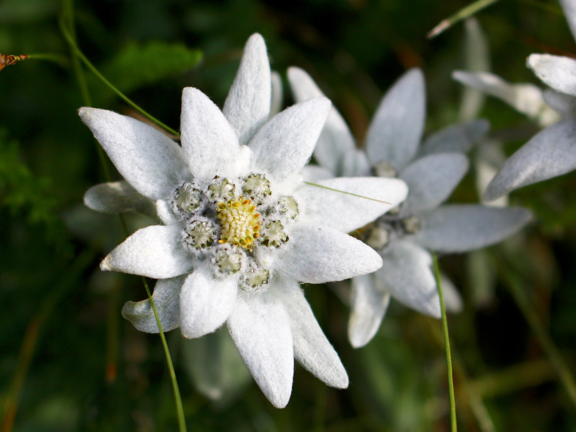 Edelweiss Flower Extract