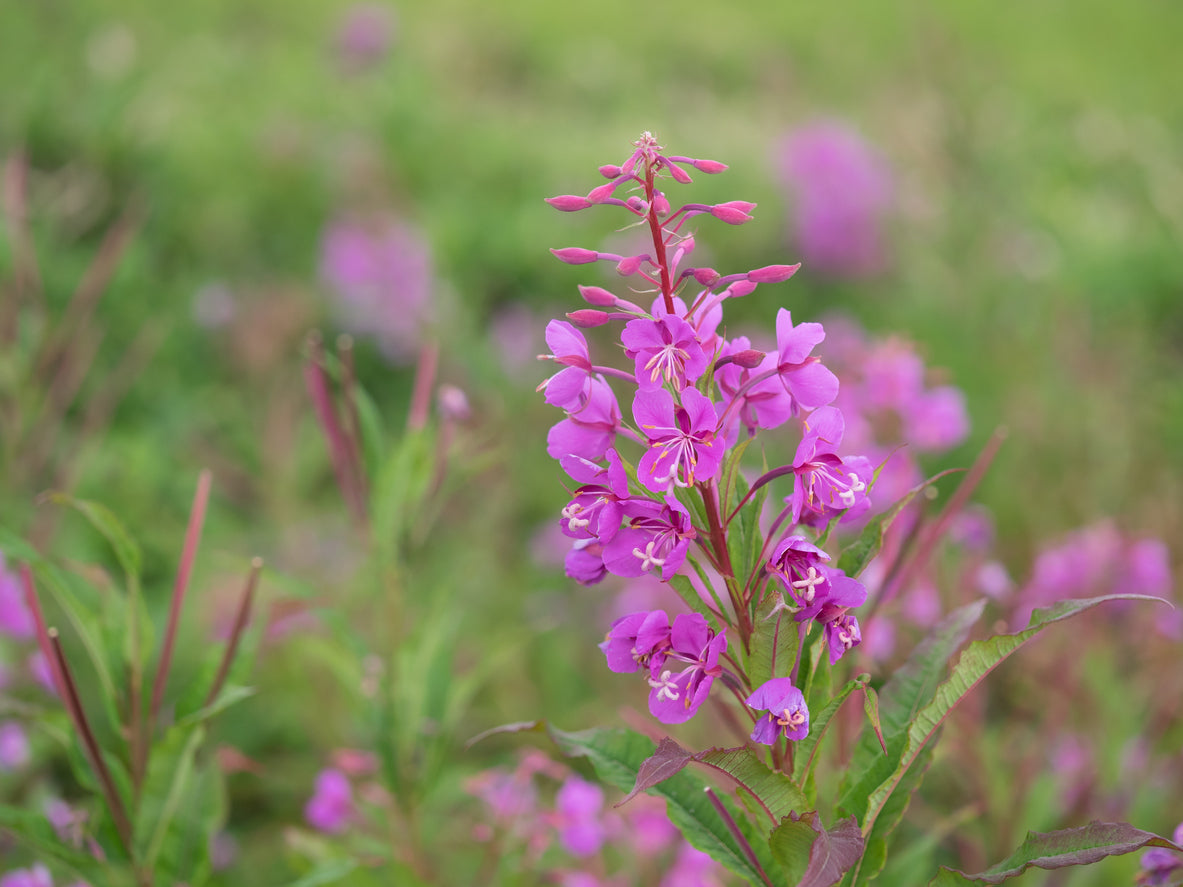 Fireweed Extract