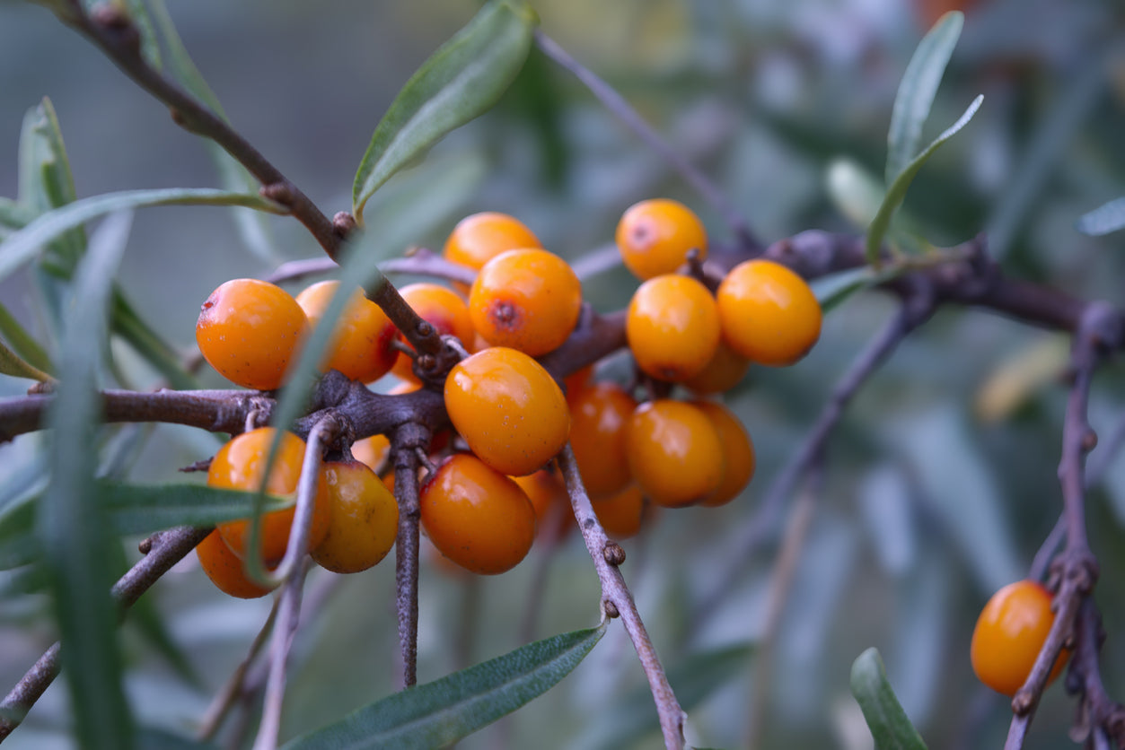 Sea Buckthorn Fruit Oil