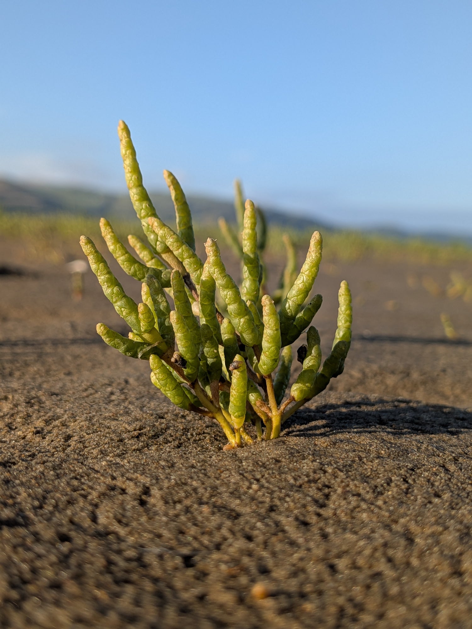 Sea fennel extract