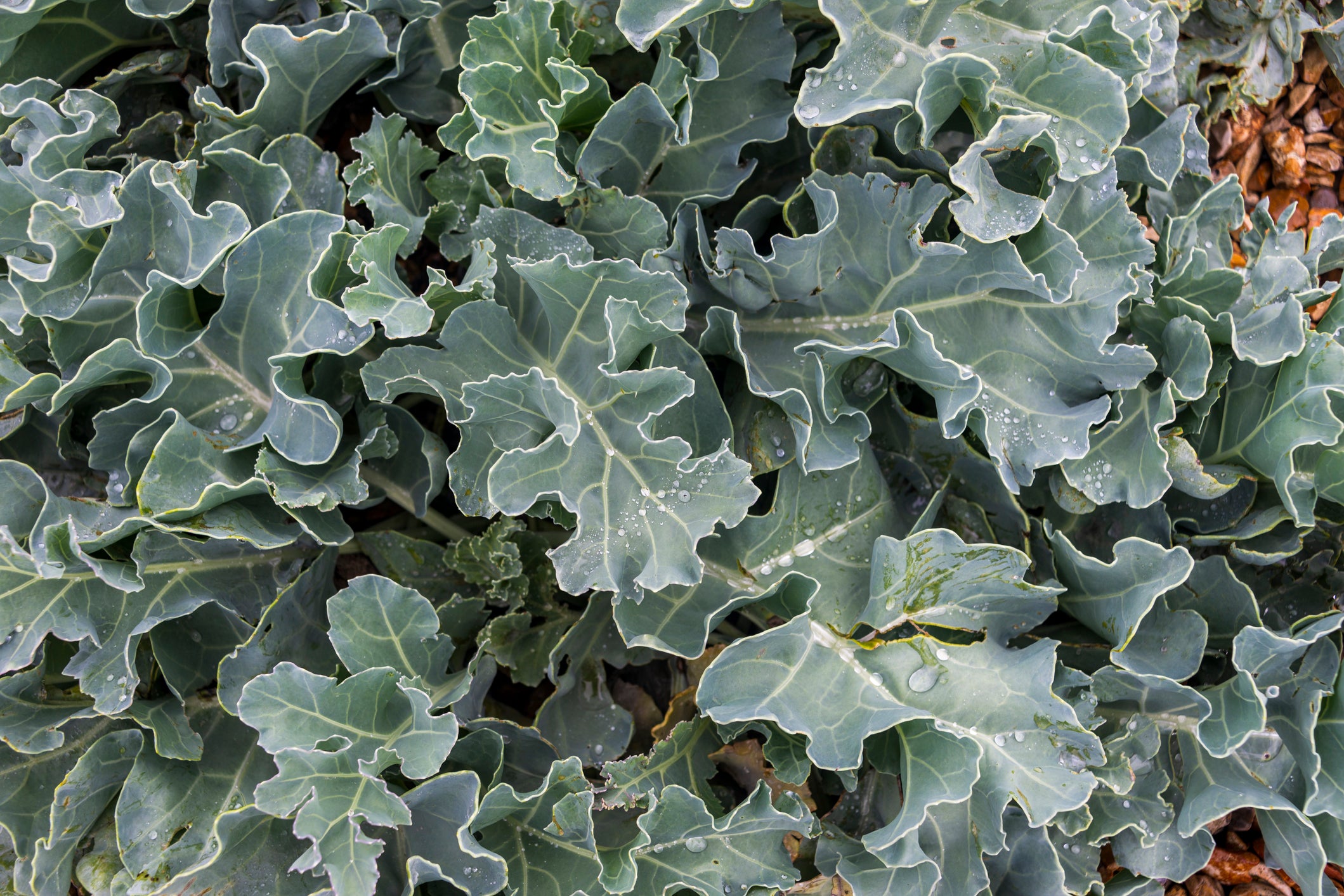 Sea kale leaf extract