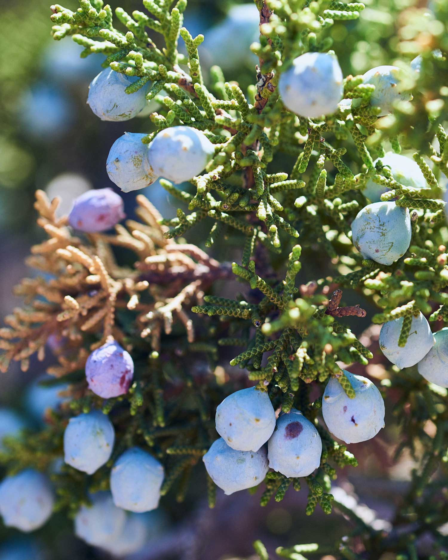 Juniper berry oil