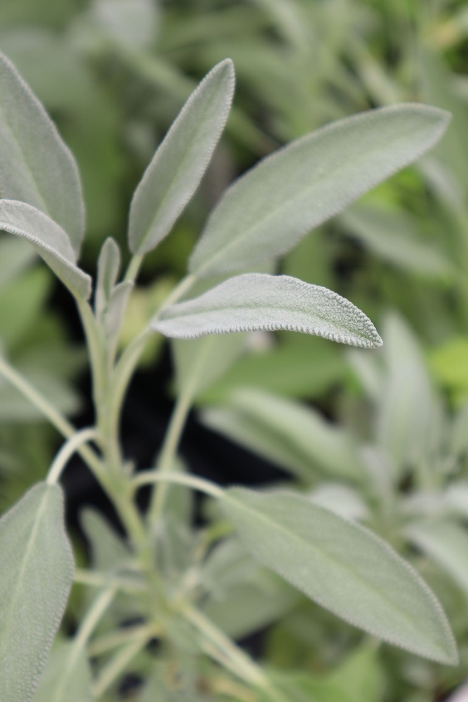 White sage leaf oil