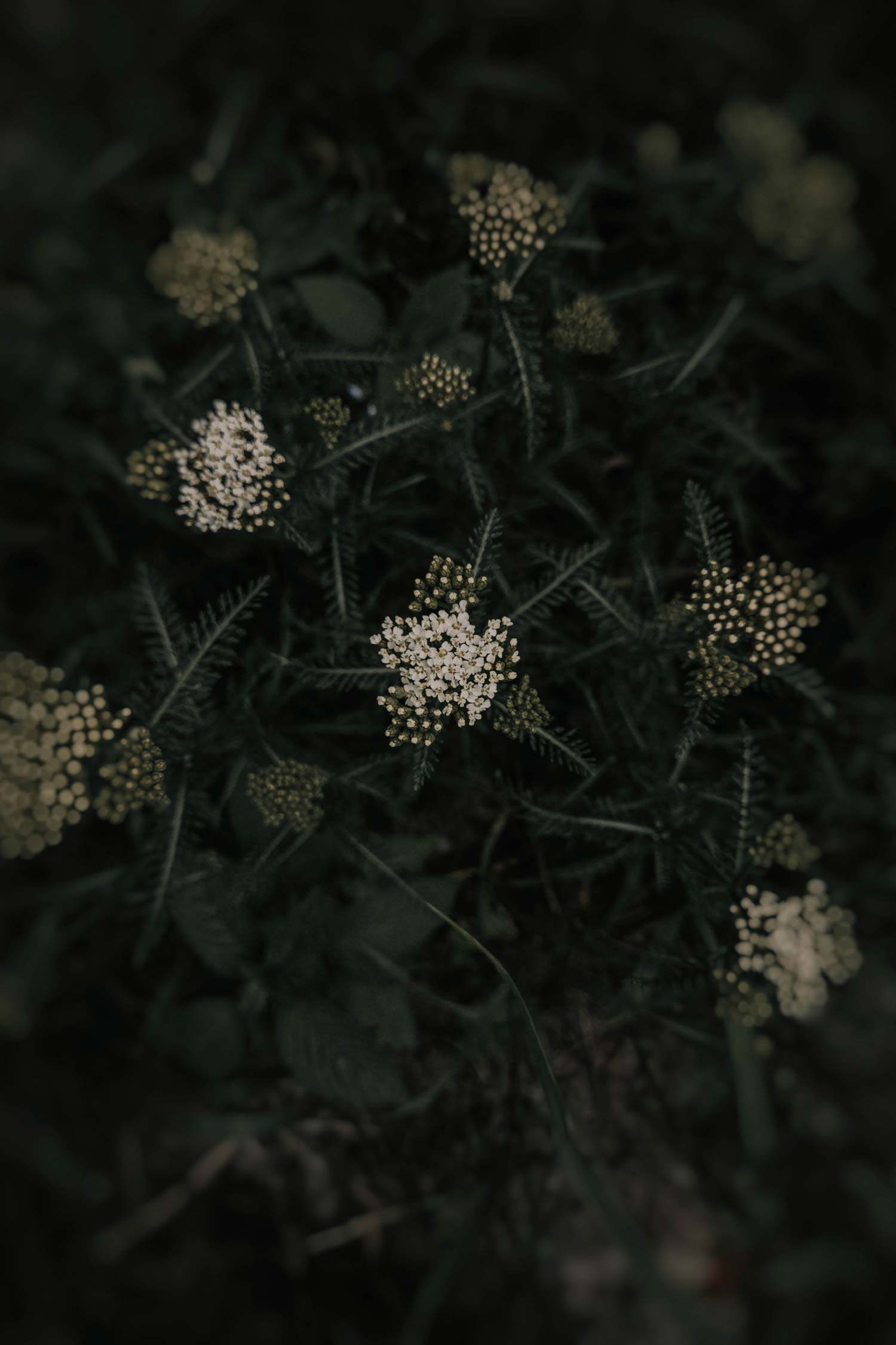 Yarrow flower oil