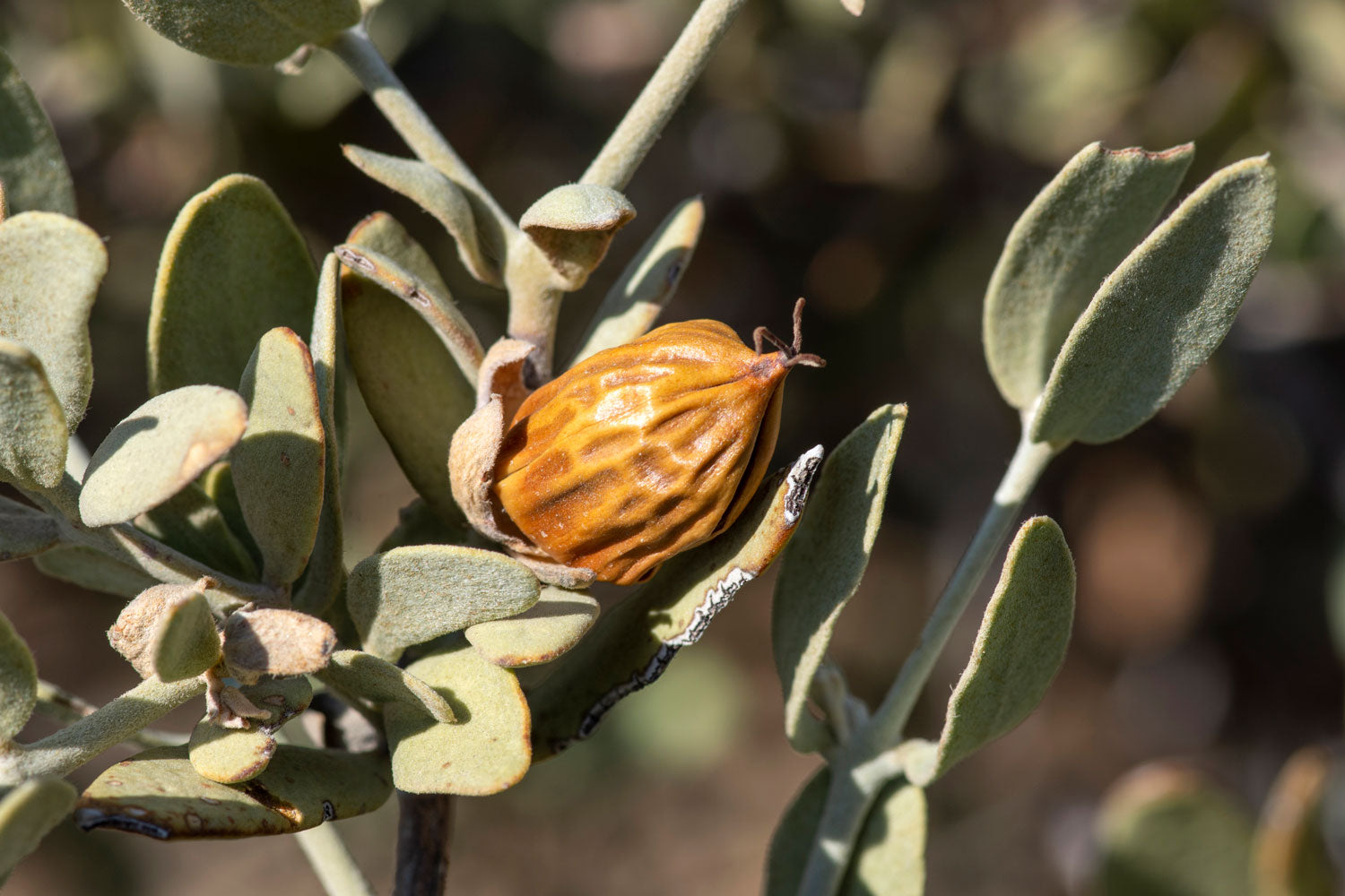 Jojoba seed oil