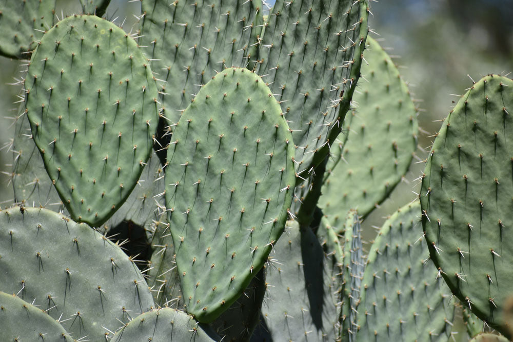 Prickly pear seed oil