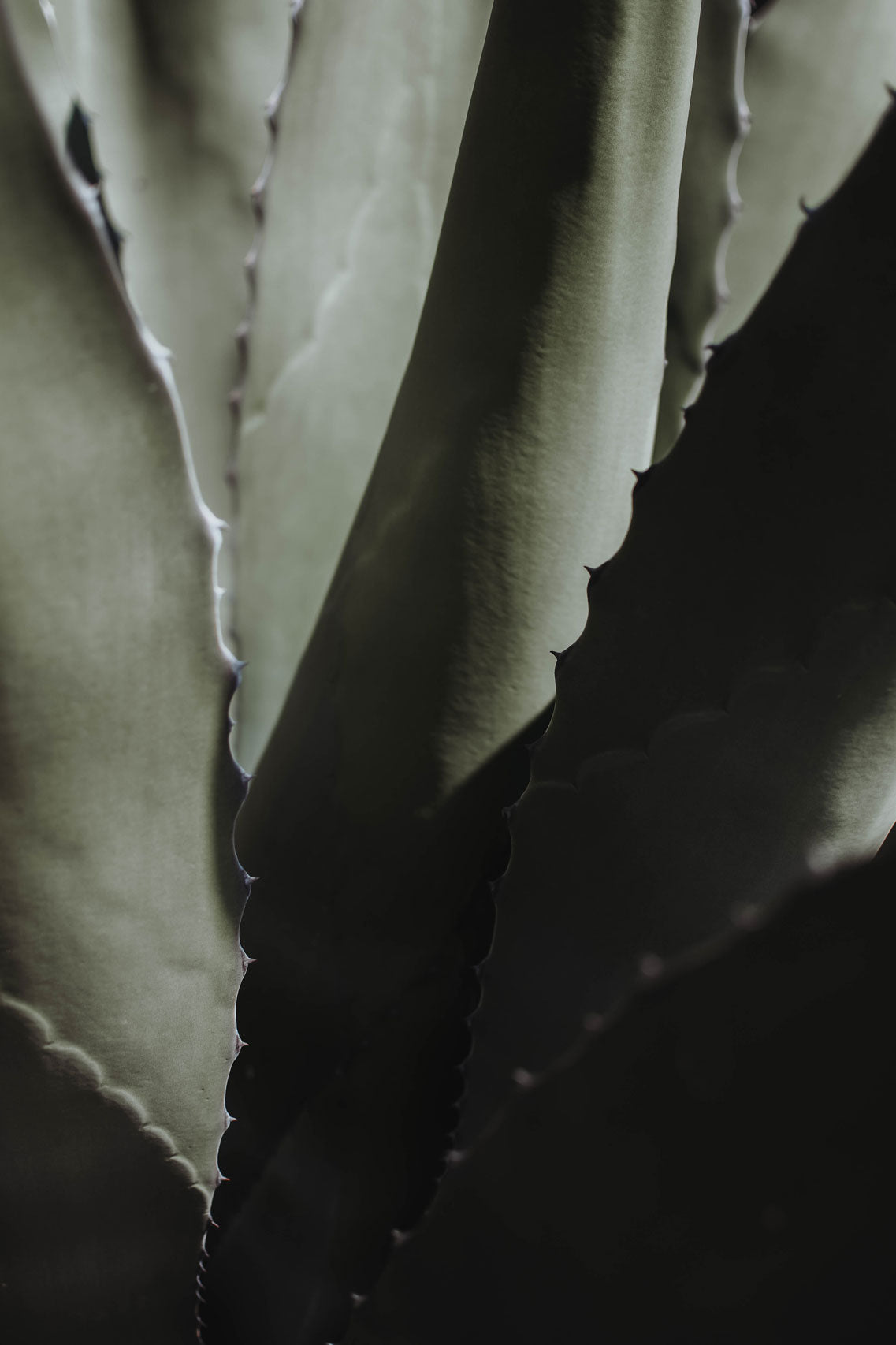 paracas-agave-texture.jpg