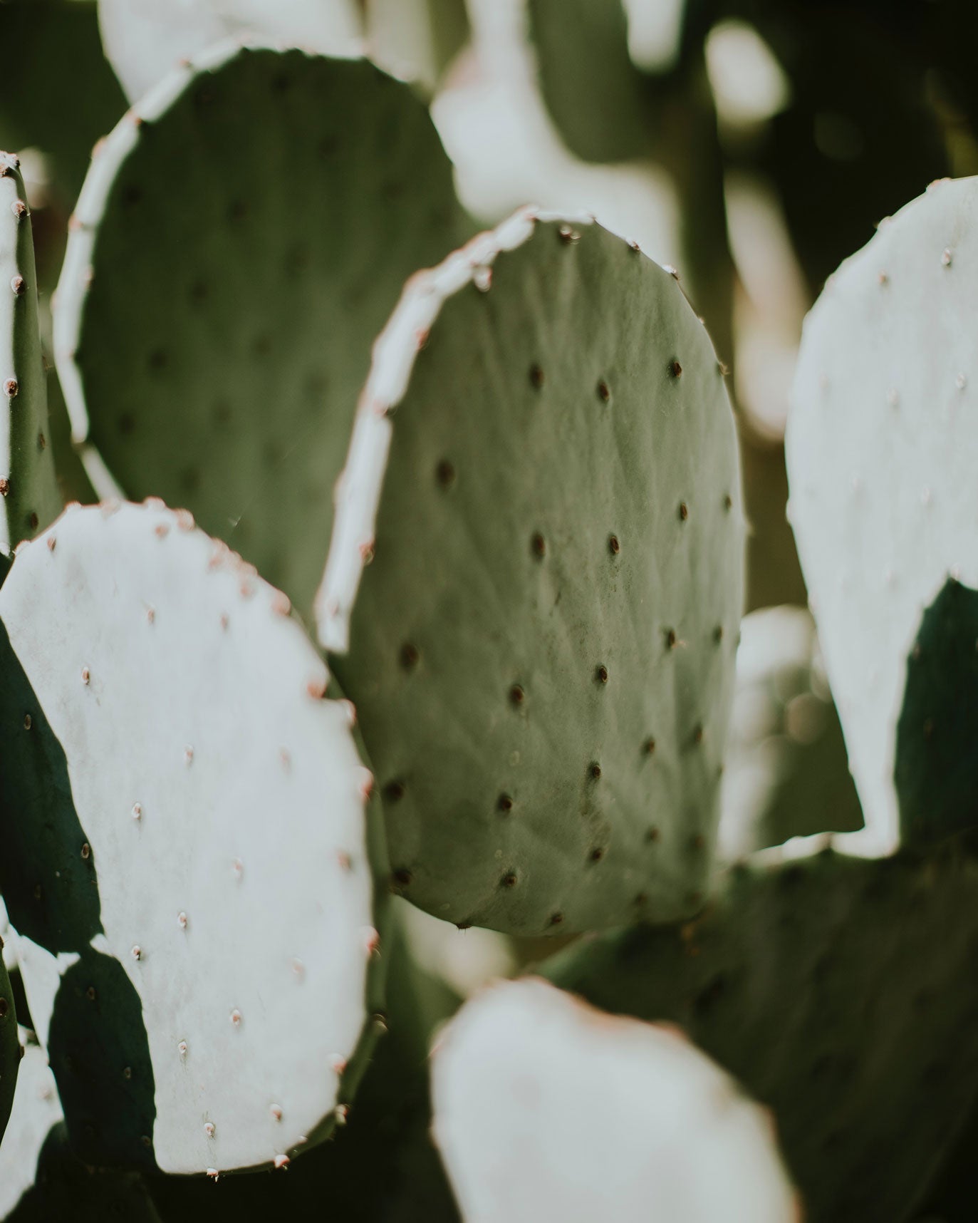 paracas-cactus-1.jpg