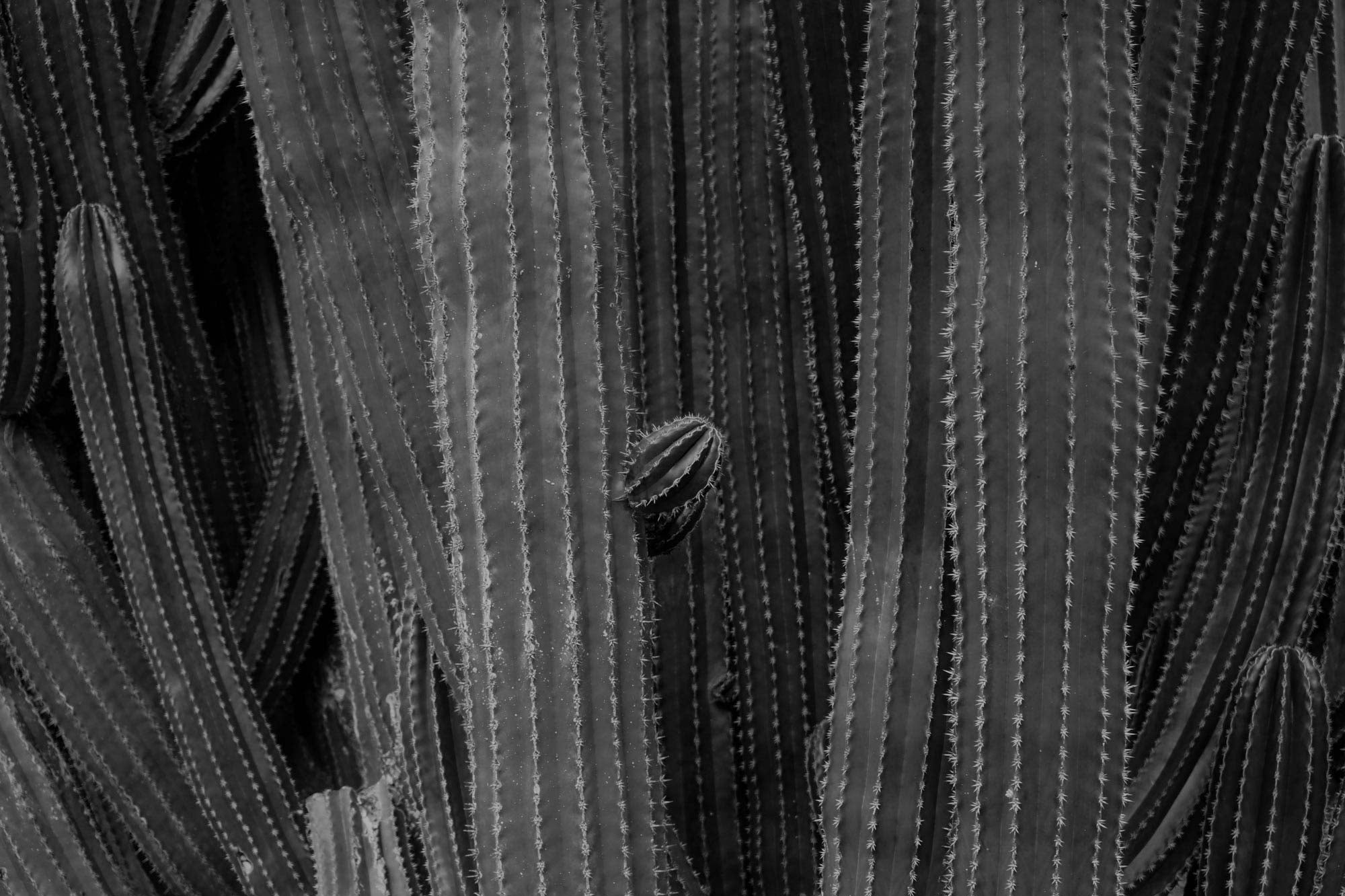 paracas-cactus-2-dark.jpg
