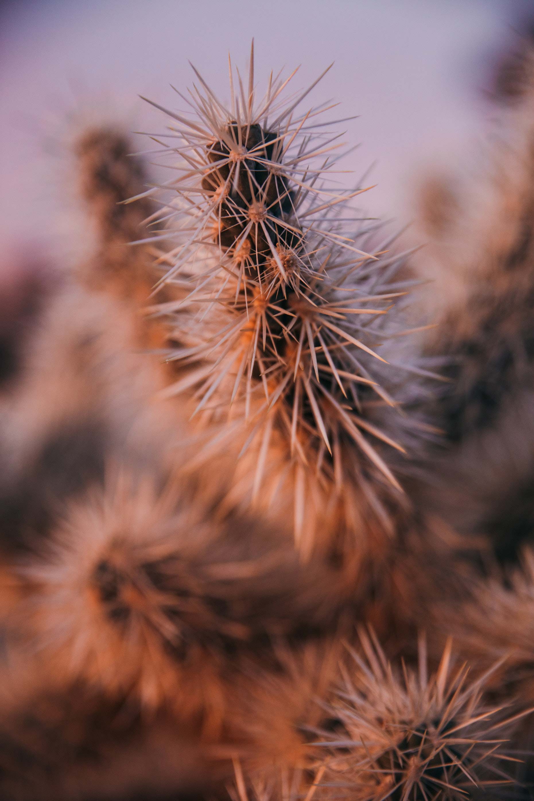 paracas-cactus-3.jpg