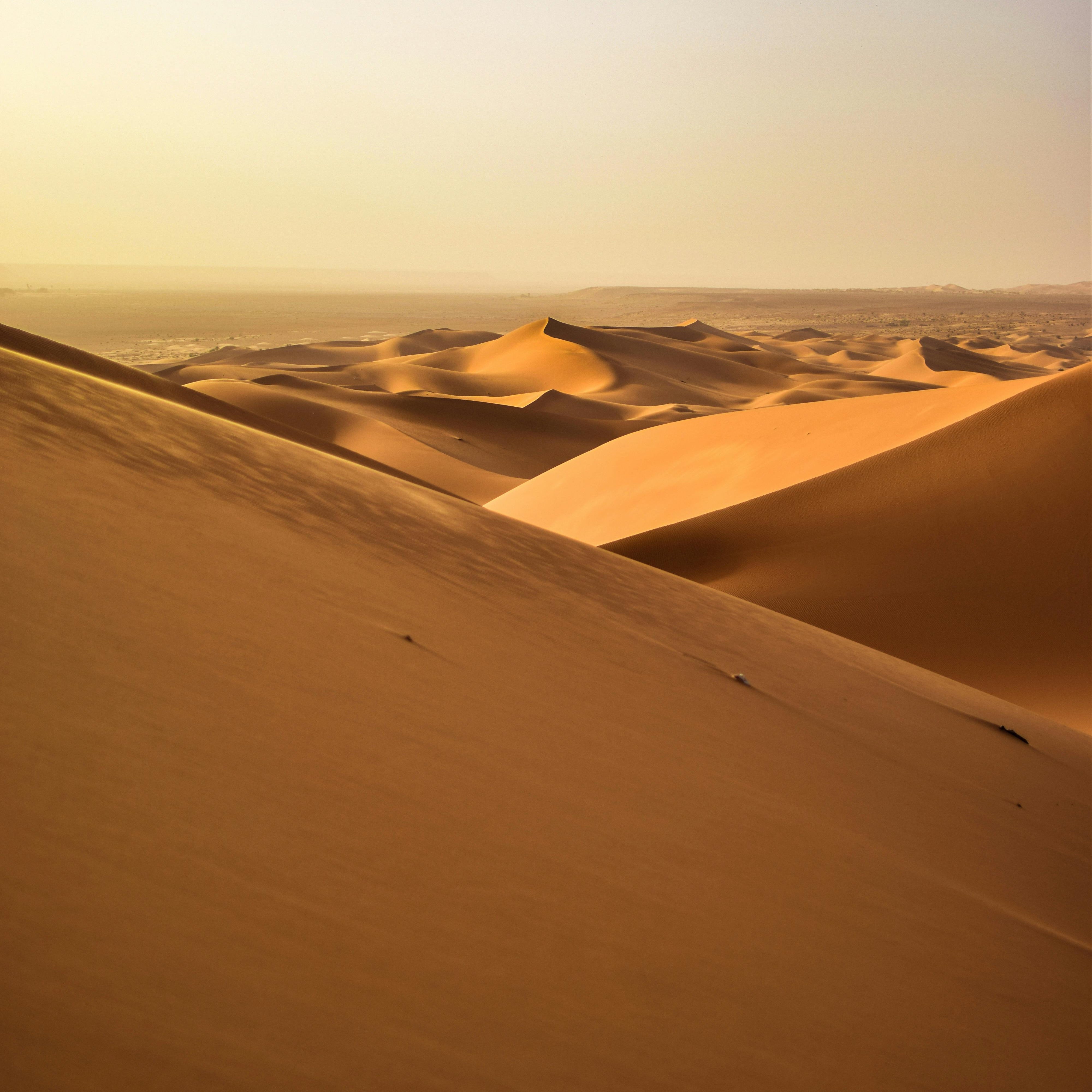 pexels-mohamedelaminemsiouri-2100387.jpg